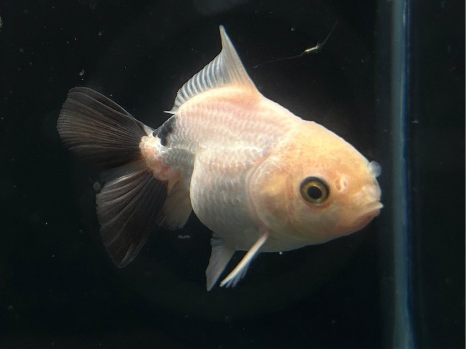 Thai Oranda Panda 2" Body Male 5 Months (JC-081)R1A06