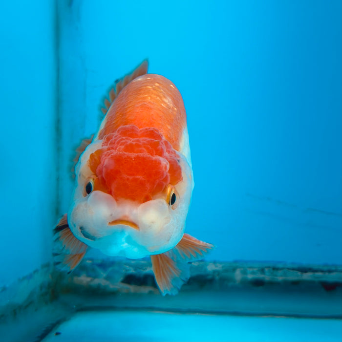 Live Fancy Goldfish Red & White Ranchu 3.00'' (KP-119) Ready To Ship! What You See What You Get.