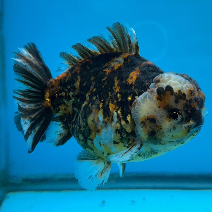 NK Thailand Thai Oranda Short Tail White Tiger Calico 4” Body Male (JC-003) R1C4