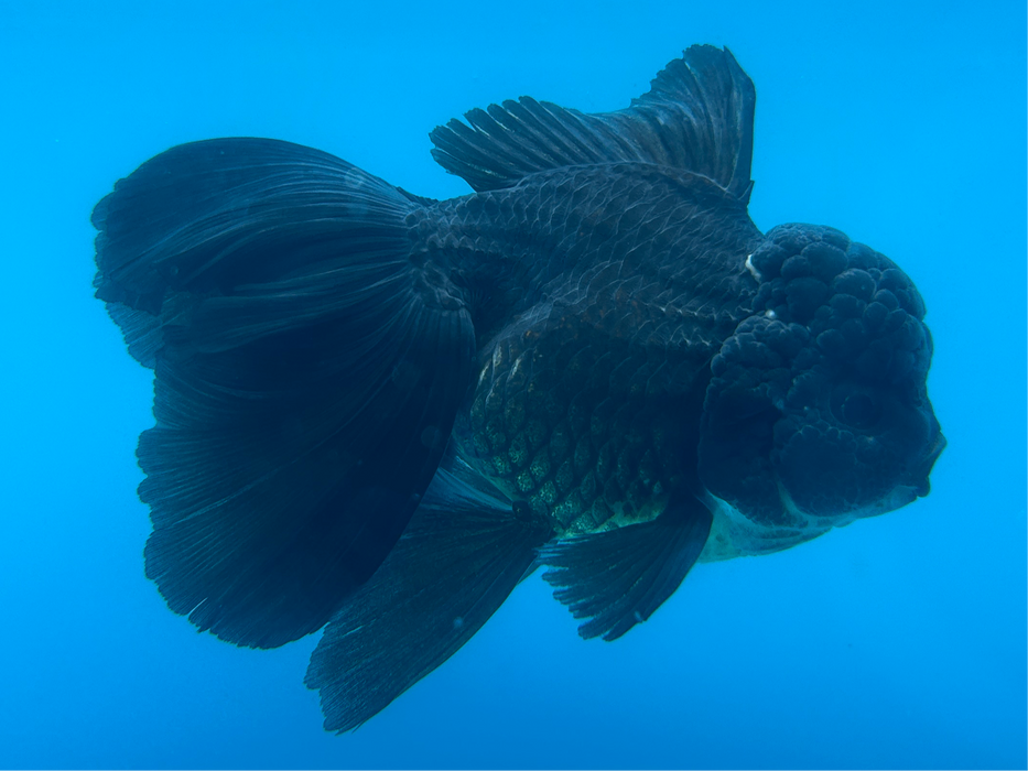 Thai Oranda Rose Tail Super Black 3” Body Male 7 Months (JC-100) TUB15