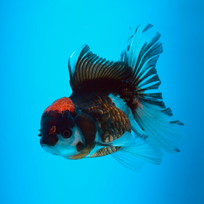 Live Fancy Goldfish Tri Color Thai Oranda 3.00'' (KP-124) Ready To Ship! What You See What You Get.