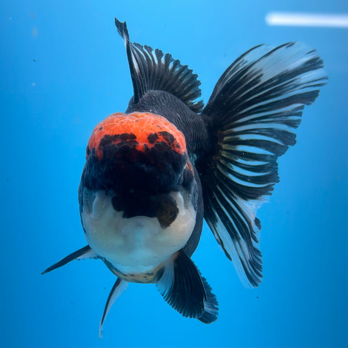 Live Fancy Goldfish Tri Color Thai Oranda 3.50'' (KP-102) Ready To Ship! What You See What You Get.