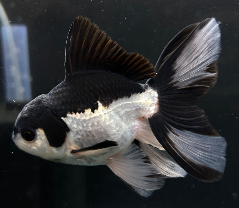 Thai Oranda Tri-Color 2.0”Body Male 4 Months (JC-025)R4B13