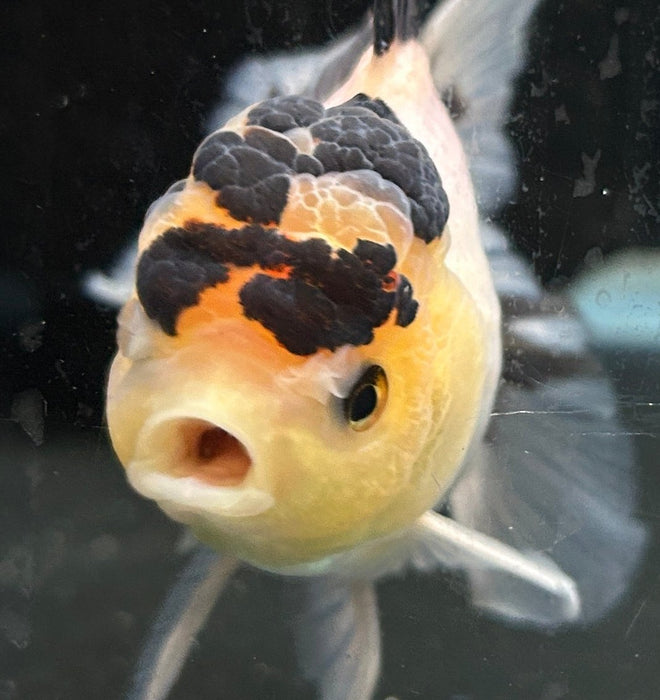 Thai Oranda Panda 2.5” Body Male 6 Months (JC-052)R4C08