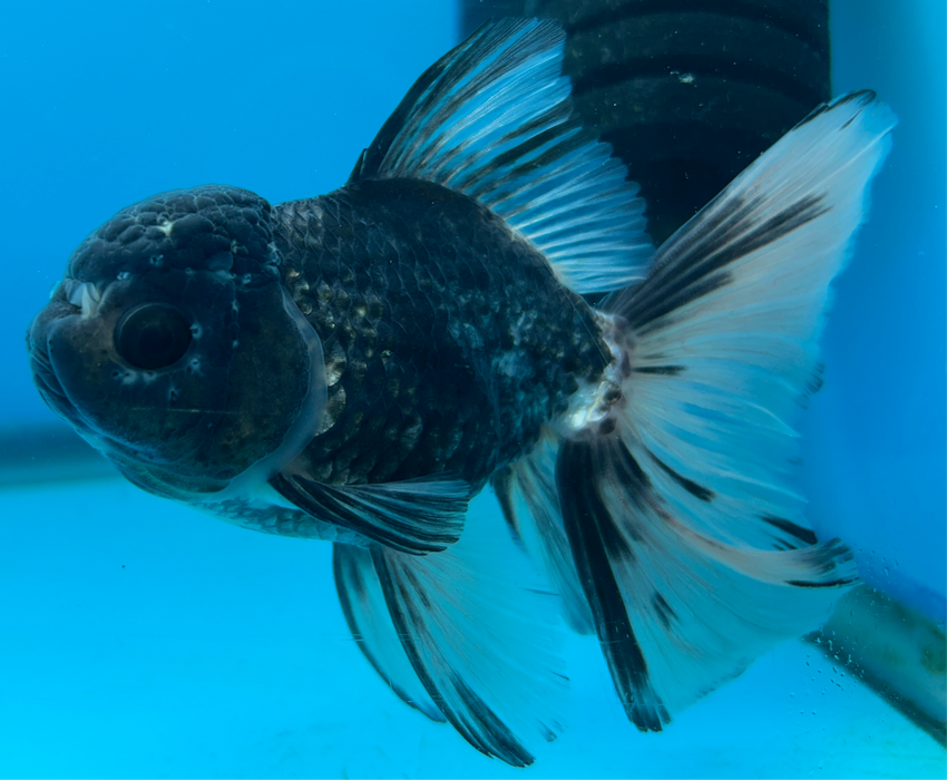 Thai Oranda Rose Tail White Tiger 3.5” Body Male 8 Months (JC-101) R1B06