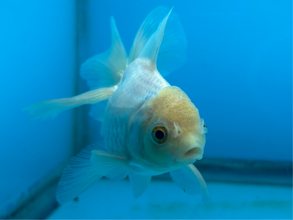 Thai Oranda White 3" Body Male 7 Months (JC-090) R1A05