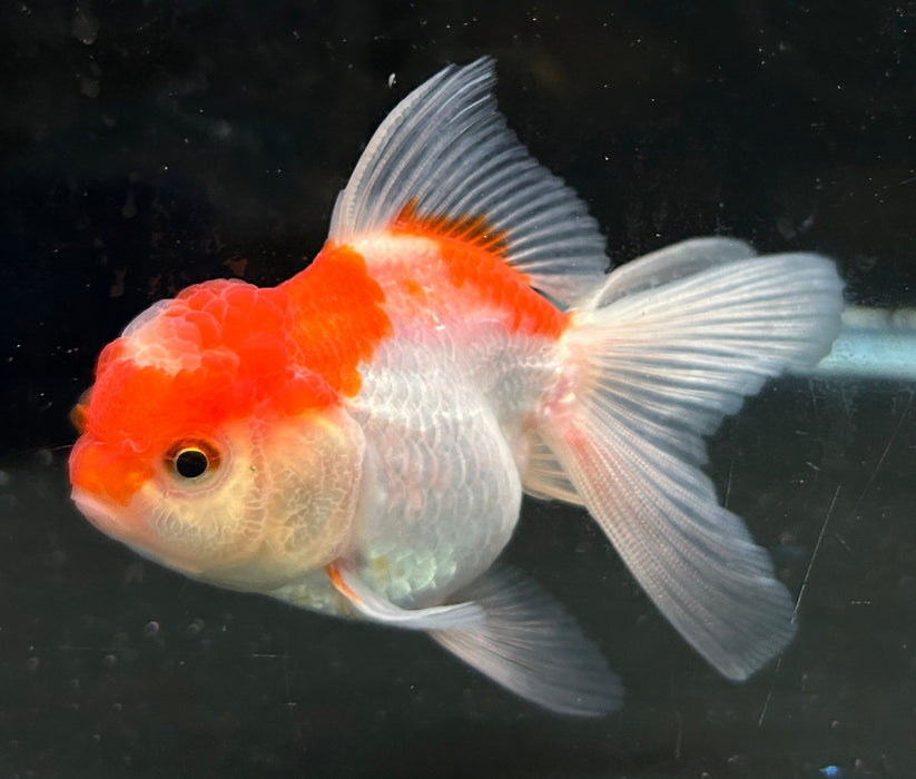 Thai Oranda Red & White 2.3” Body Female 5 Months (JC-046)R4C09