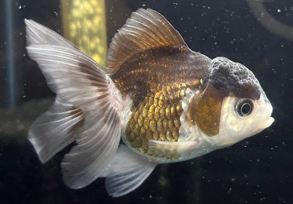 Thai Oranda Panda 2.0" Body Female 4 Months (JC-065)R4A12