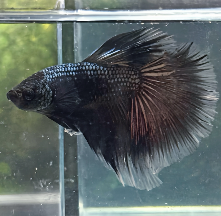 LIVE FISH COPPER DARK HALFMOON MALE BETTA S058 (LLL-5020) WHAT YOU SEE IS WHAT YOU GET.