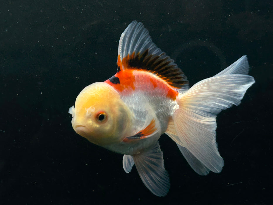 Thai Oranda Tri-Color 2.5” Body Male 4 Months (JC-023)R4C10