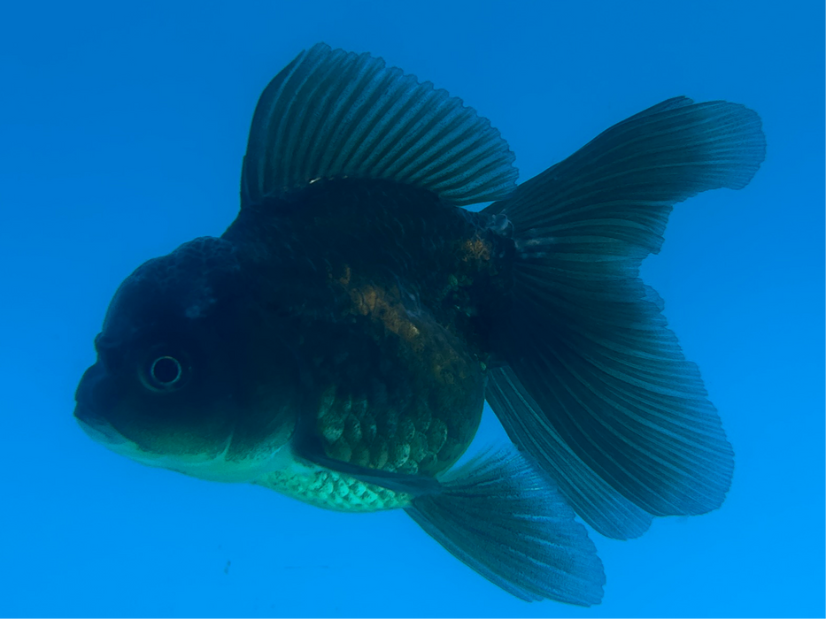 Thai Oranda Rose Tail Black Yellow Copper 2.5” Body Male 6 Months (JC-105) R1B06