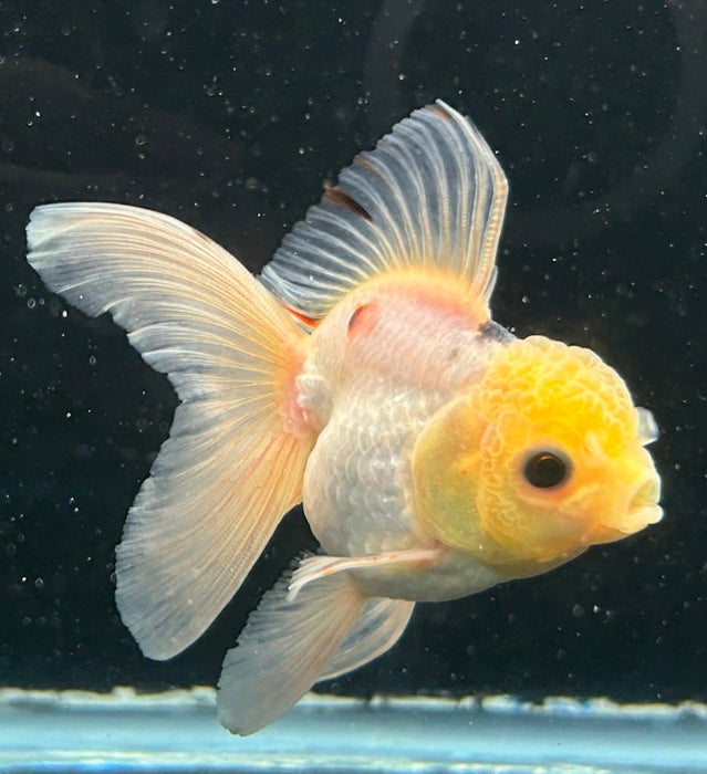 Thai Oranda Tri-Color 2.0” Body Female 4 Months (JC-058)R4A13