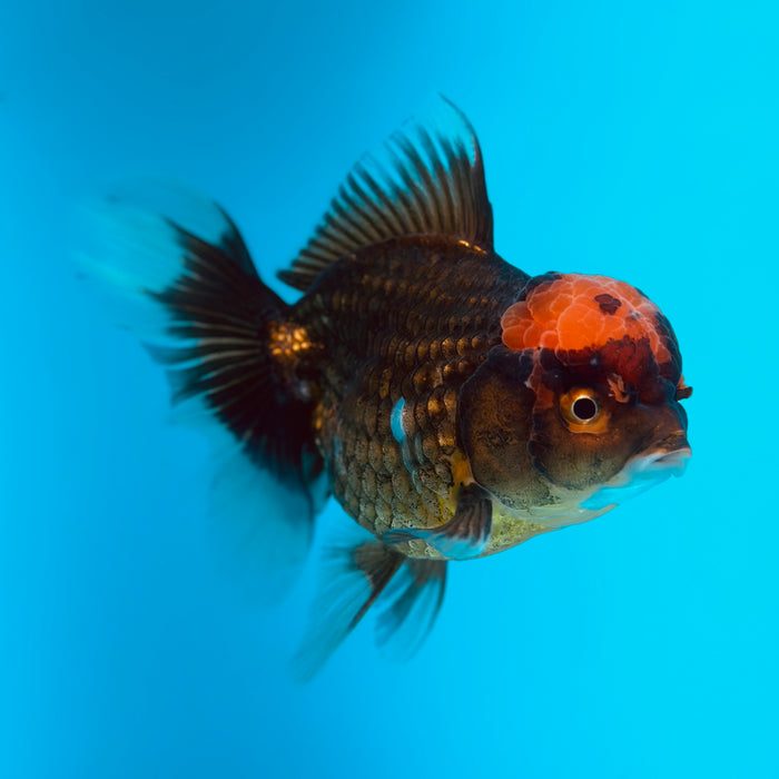 Live Fancy Goldfish Black Body Red Cap Thai Oranda 3.00'' (KP-121) Ready To Ship! What You See What You Get.