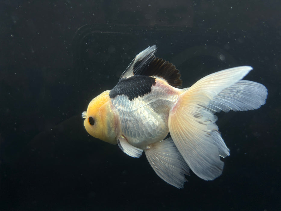 Thai Oranda Panda 2.5”Body Male 4 Months (JC-033)R4A09