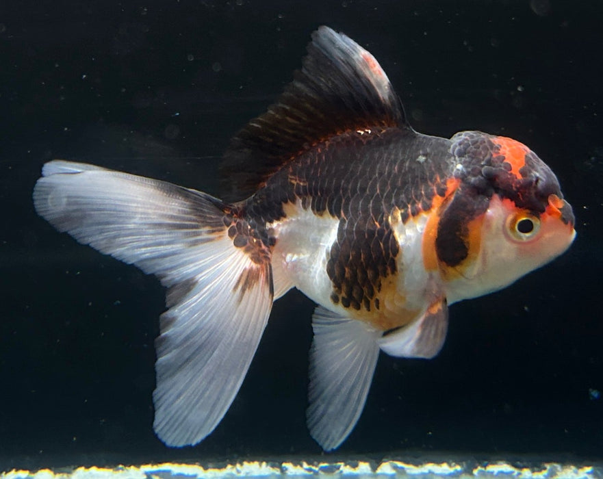 Thai Oranda Tri-Color 2.3” Body Female 5 Months (JC-060)R4A13