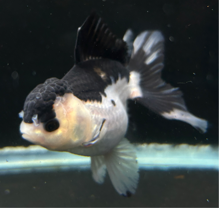 Thai Oranda Red Cap Tri Color 2.5" Body Female 4 Months (JC-013)R4B12