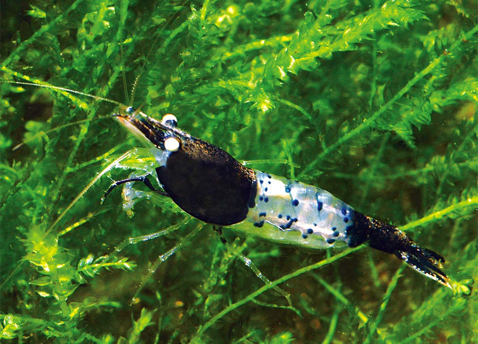 Live Freshwater Aquarium Fancy Shrimp Black Rili High Quality 5/$25, 10/$45, 20/$85 (Neocaridina sp.)(FS-006)R9C12
