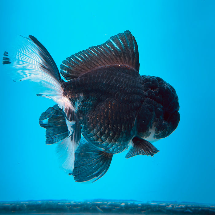 Live Fancy Goldfish Panda Thai Oranda 3.50'' (KP-106) Ready To Ship! What You See What You Get.