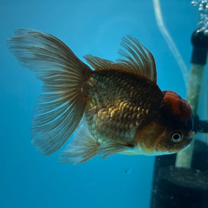 Thai Oranda Apache 3.5” Body Female 8 Months (JC-175)R1A9