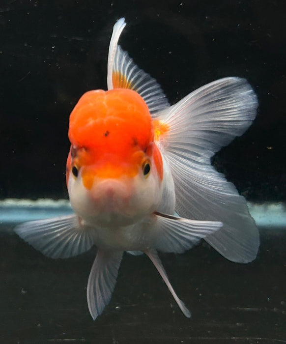 Thai Oranda Tri-Color 2.5” Body Female 6 Months (JC-048)R4B09