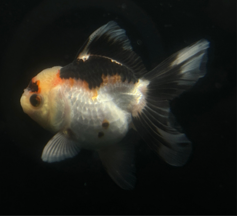 Thai Oranda Panda 2.5”Body Make 4 Months (JC-035)R4A08