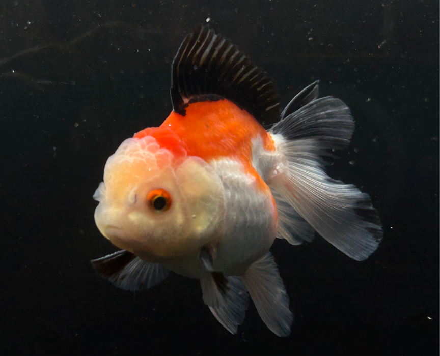 Thai Oranda Tri-Color 2.5” Body Female 4 Months (JC-024)R4B13