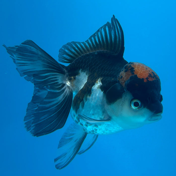 Thai Oranda Panda Red Cap 3.5” Body Female 8 Months (JC-169)R1A08