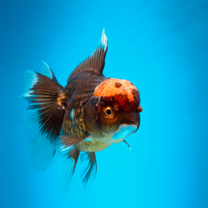 Live Fancy Goldfish Black Body Red Cap Thai Oranda 3.00'' (KP-121) Ready To Ship! What You See What You Get.