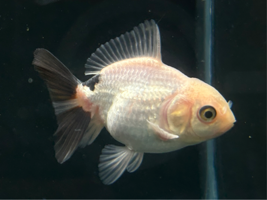 Thai Oranda Panda 2" Body Male 5 Months (JC-081)R1A06