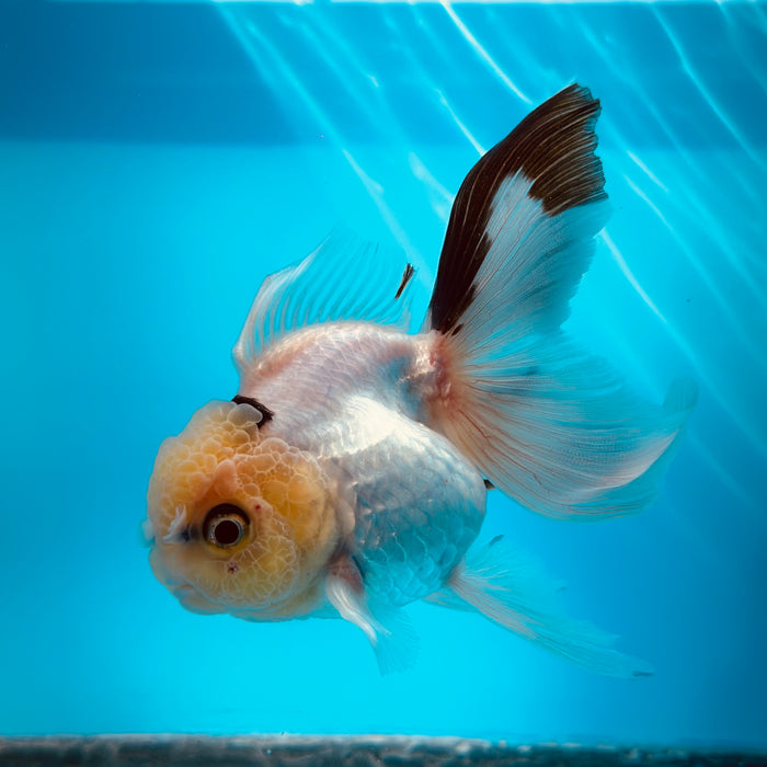 Live Fancy Goldfish Panda Thai Oranda 3.00'' (KP-111) Ready To Ship! What You See What You Get.