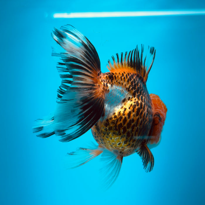 Live Fancy Goldfish Tiger Tri Color Thai Oranda 3.00'' (KP-113) Ready To Ship! What You See What You Get.