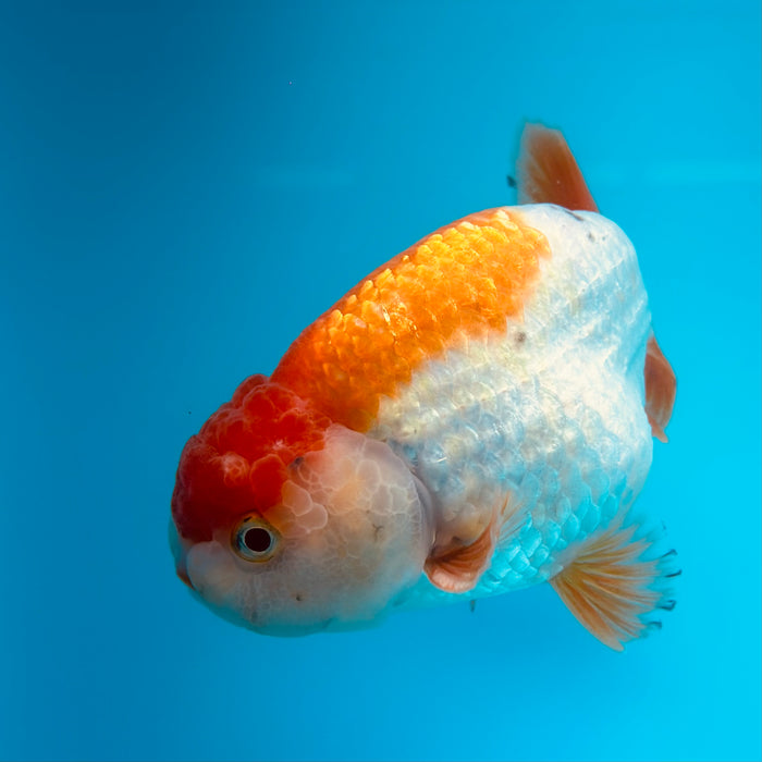 Live Fancy Goldfish Red & White Ranchu 3.00'' (KP-119) Ready To Ship! What You See What You Get.