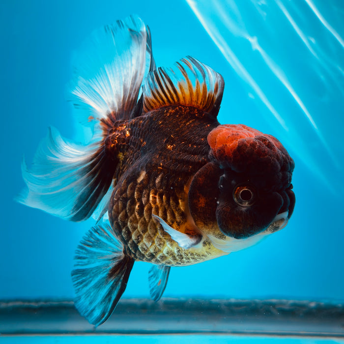 Live Fancy Goldfish Tri Color Thai Oranda 3.50'' (KP-110) Ready To Ship! What You See What You Get.