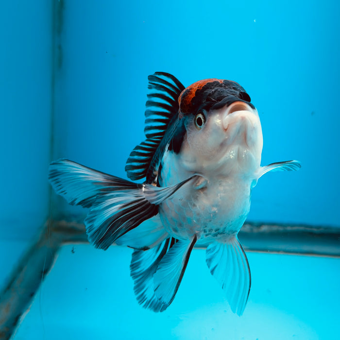 Live Fancy Goldfish Tri Color Thai Oranda 3.50'' (KP-107) Ready To Ship! What You See What You Get.