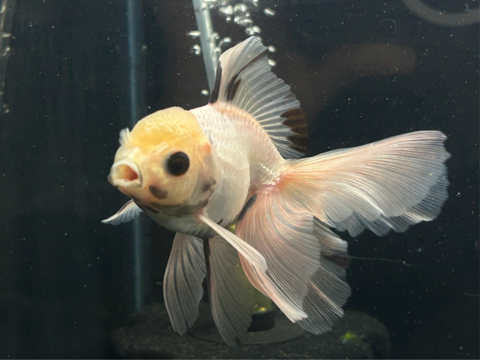 Thai Oranda Panda 2.5" Body Male 6 Months (JC-080)R1A06