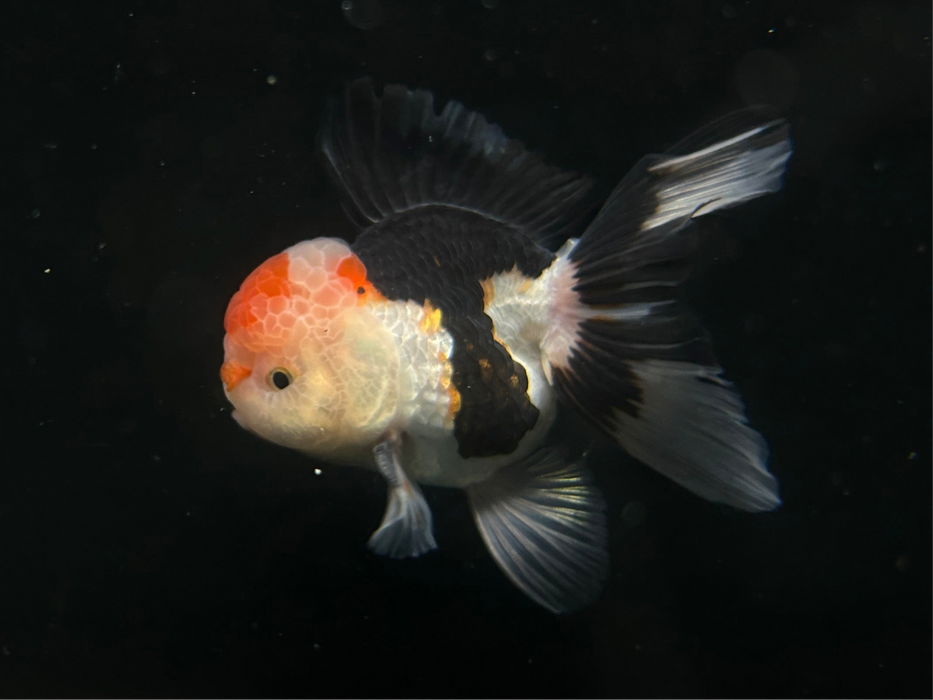 Thai Oranda Tri-Color Large Wen 2.5" Body Male 7 Months (JC-076)R1A07