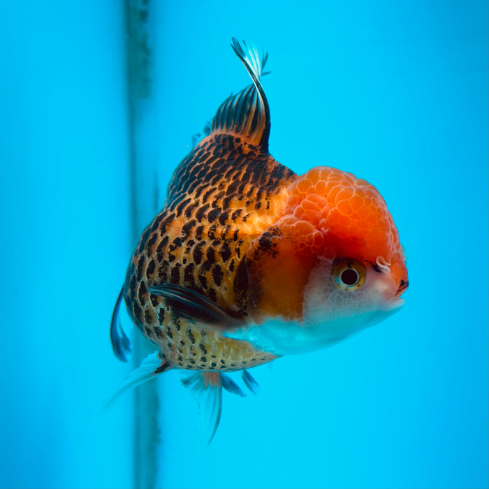 Live Fancy Goldfish Tiger Tri Color Thai Oranda 3.00'' (KP-113) Ready To Ship! What You See What You Get.