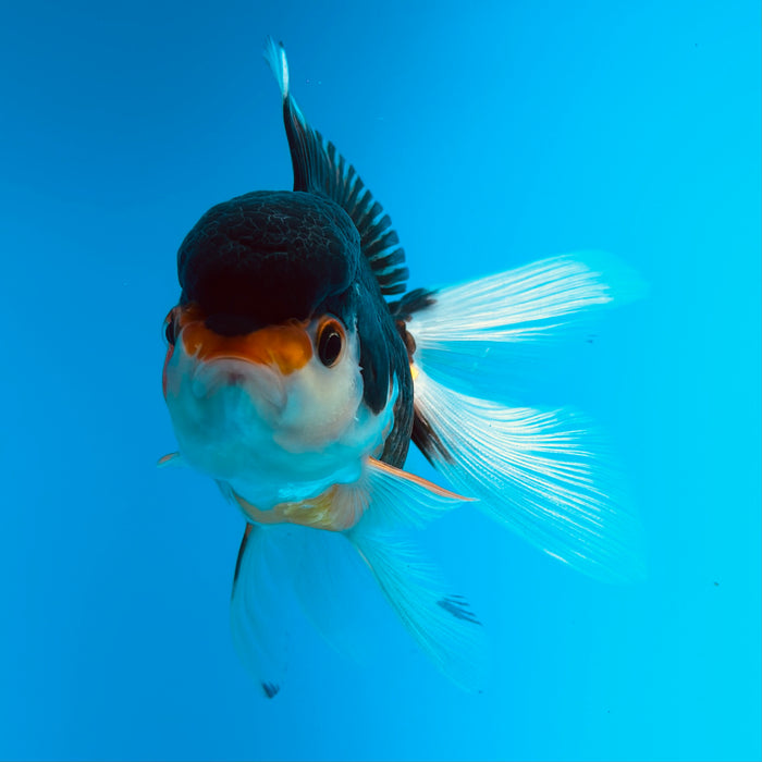 Live Fancy Goldfish  Tri Color Thai Oranda 3.00'' (KP-120) Ready To Ship! What You See What You Get.