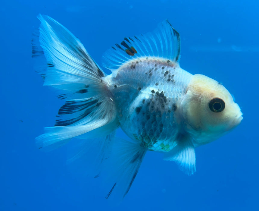 Thai Oranda Panda White Head Rose Tail 3” Body Male 6 Months (JC-125) R1A03