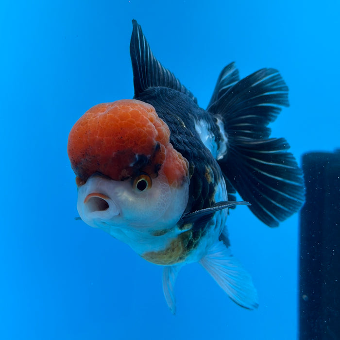 Live Fancy Goldfish Tri Color Thai Oranda 3.50'' (KP-104) Ready To Ship! What You See What You Get.