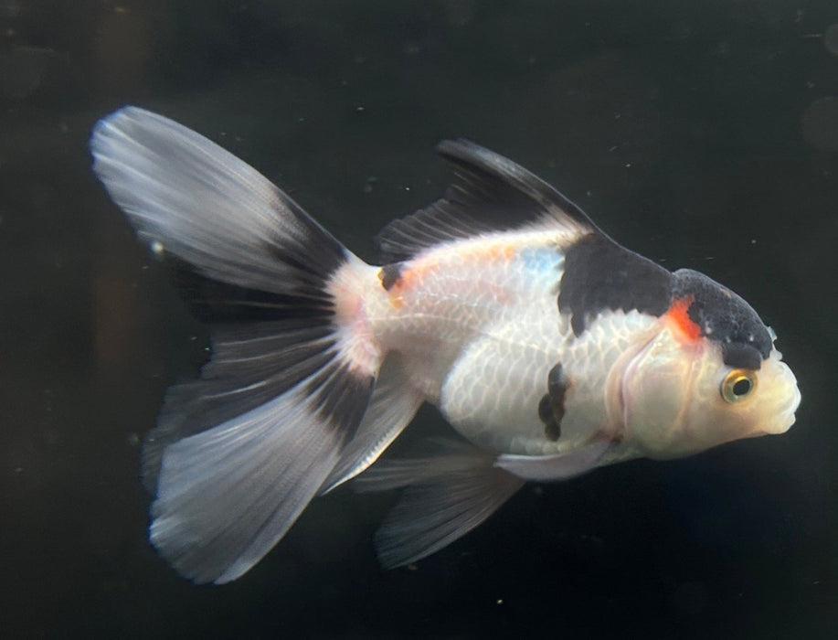 Thai Oranda Tri Color 2.7” Body Female 6 Months (JC-051)R4B08