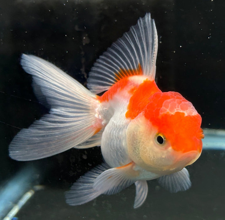 Thai Oranda Red & White 2.3” Body Female 5 Months (JC-046)R4C09