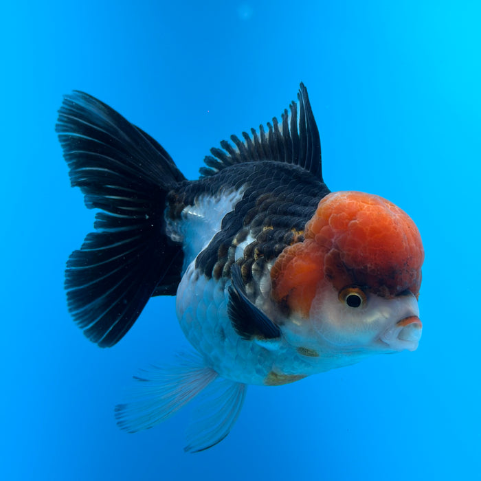 Live Fancy Goldfish Tri Color Thai Oranda 3.50'' (KP-104) Ready To Ship! What You See What You Get.