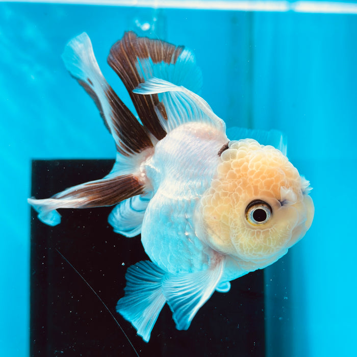 Live Fancy Goldfish Panda Thai Oranda 3.00'' (KP-111) Ready To Ship! What You See What You Get.