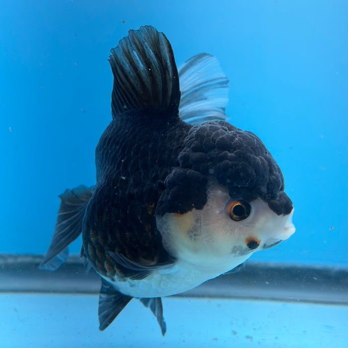 Live Fancy Goldfish Panda Thai Oranda Show Quality 3.5'' (KP-100) Ready To Ship! What You See Is What You Get.