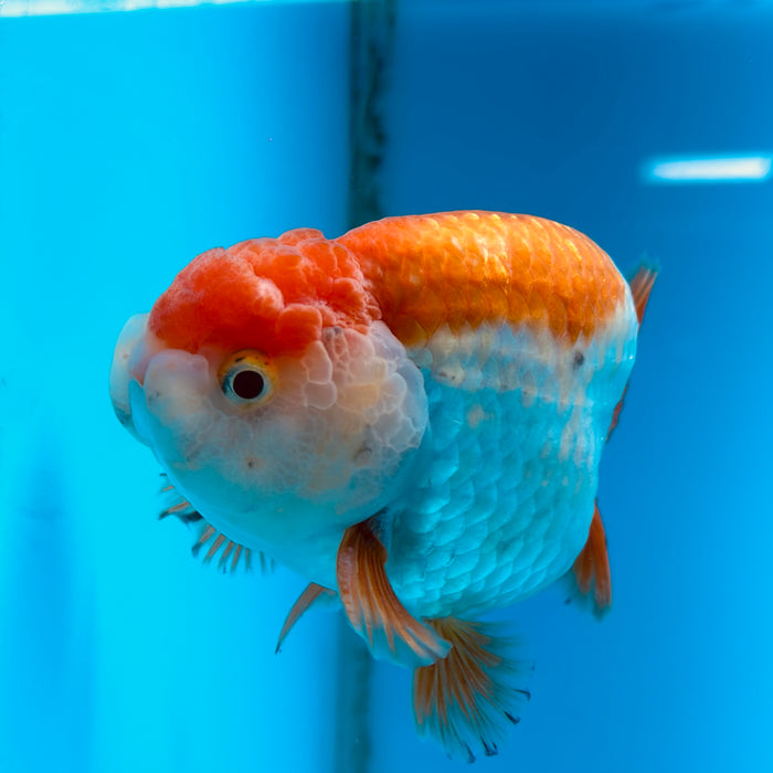 Live Fancy Goldfish Red & White Ranchu 3.00'' (KP-119) Ready To Ship! What You See What You Get.