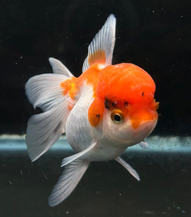 Thai Oranda Tri-Color 2.5” Body Female 6 Months (JC-048)R4B09