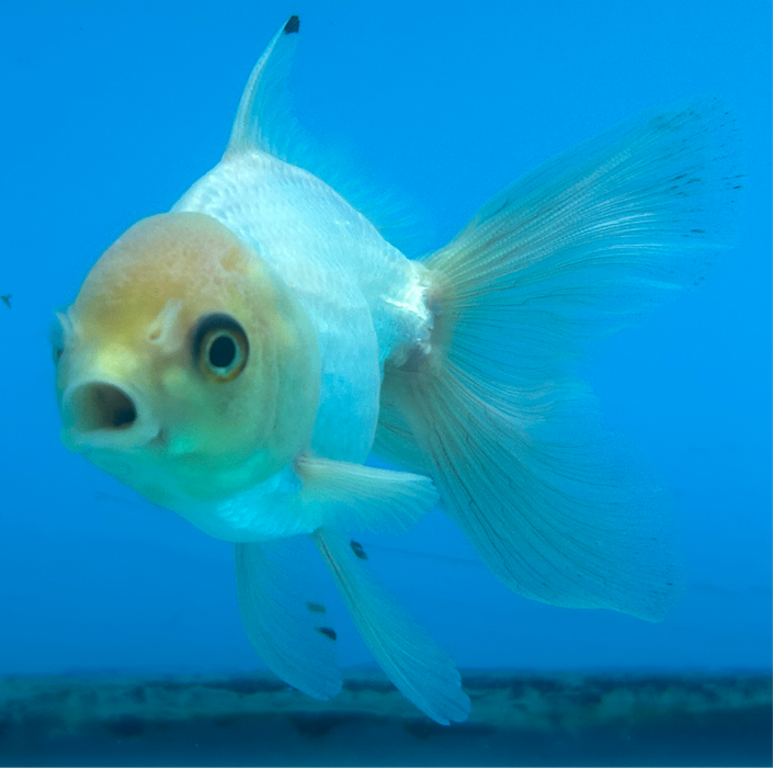 Thai Oranda White 2.7” Body Male 7 Months (JC-095) R1A05 (Room To Grow Show Quality)