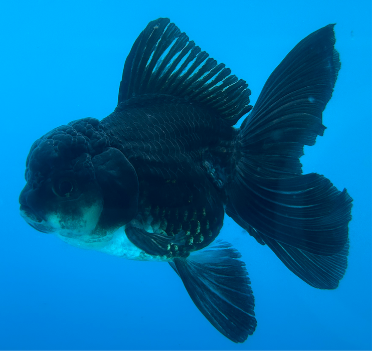 Thai Oranda Rose Tail Super Black 3” Body Female 7 Months (JC-099) R1B06