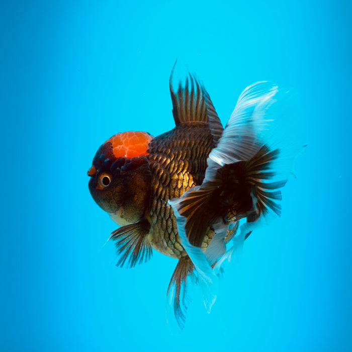 Live Fancy Goldfish Black Body Red Cap Thai Oranda 3.00'' (KP-121) Ready To Ship! What You See What You Get.